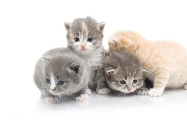 Małe kociaki puszyste gry — Zdjęcie stockowe