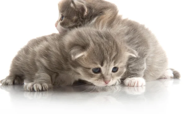Μικρό χνουδωτή γατάκια που παίζουν — Φωτογραφία Αρχείου