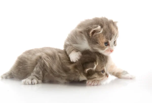 Маленькі пухнасті кошенята грають — стокове фото