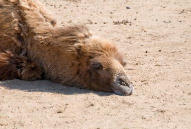 Camel close-up