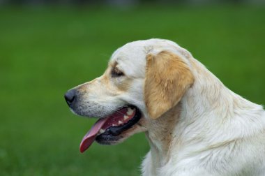 Golden retriever yakın park