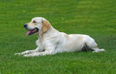 Golden retriever yakın park