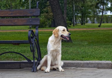 Golden retriever yakın park