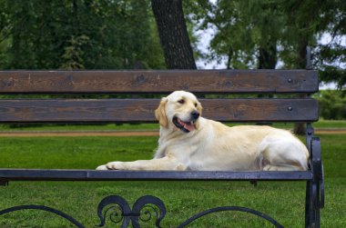 Golden retriever yakın park