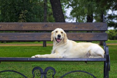 Golden retriever yakın park