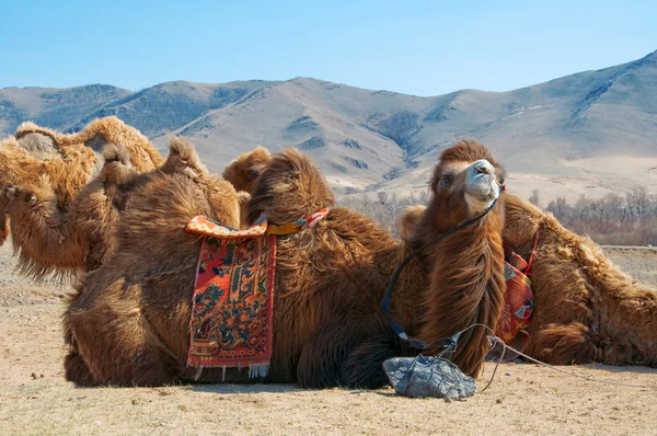 Kamel aus nächster Nähe — Stockfoto