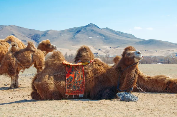 Camel close-up — Stock Photo, Image