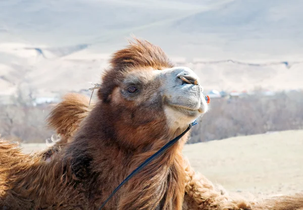 Gros plan sur chameau — Photo