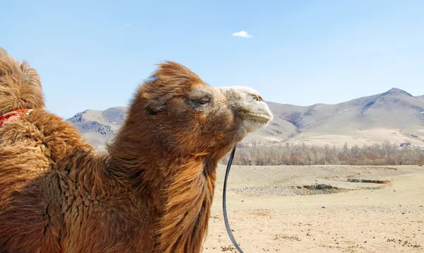 Camel close-up — Stockfoto