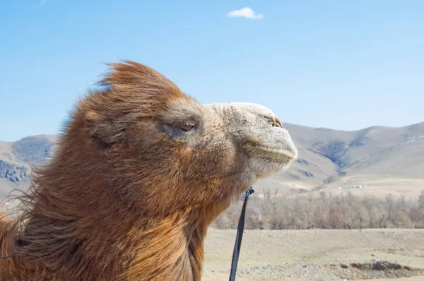 Kamel närbild — Stockfoto