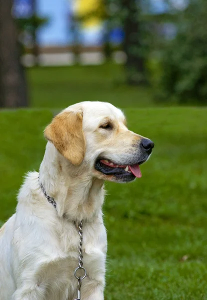 Golden Retriever Close-up in the park — Stock Photo, Image