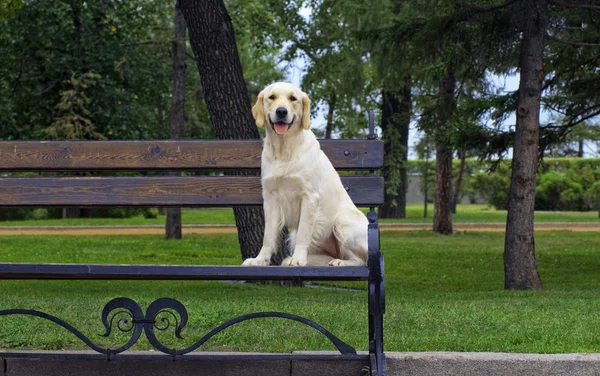 stock image Golden Retriever Close-up in the park