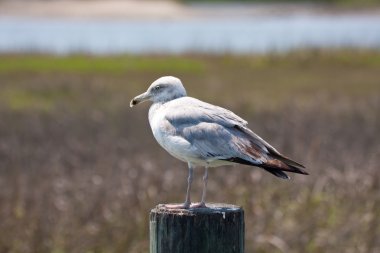 Ring-billed martı