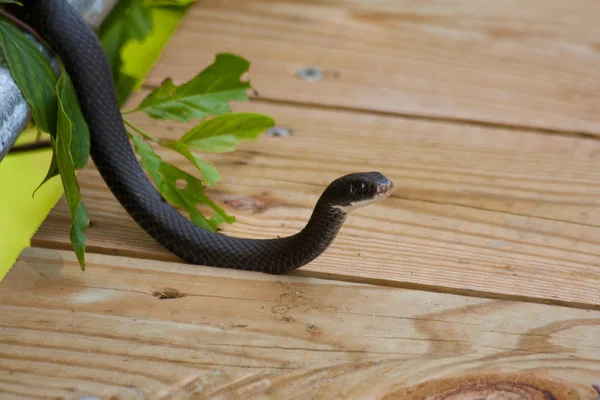 Zwarte rat snake — Stockfoto