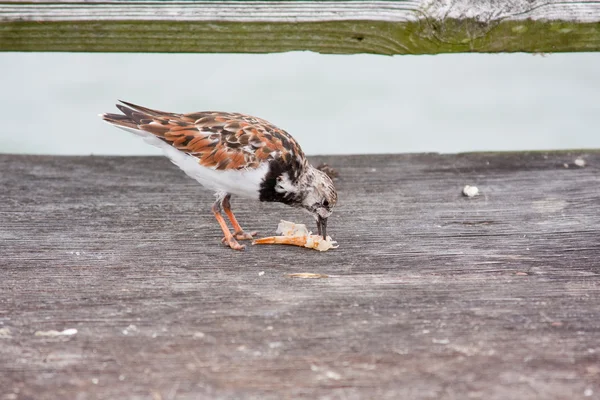 Sanderling pájaro comiendo camarones — Foto de Stock