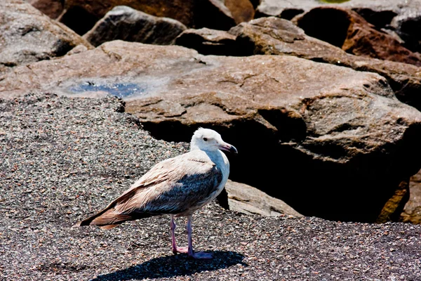 Ring-Billed Gull Resting On The Jetty — Stock Photo, Image