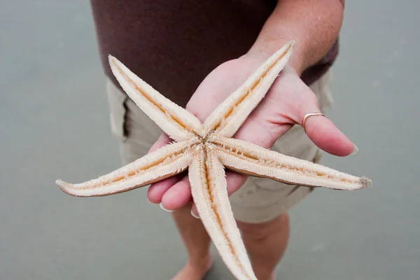 Canlı deniz yıldızı — Stok fotoğraf
