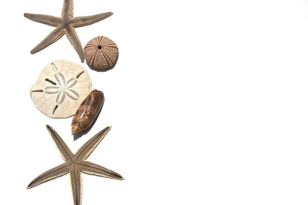 混合の貝殻およびヒトデの背景 — ストック写真