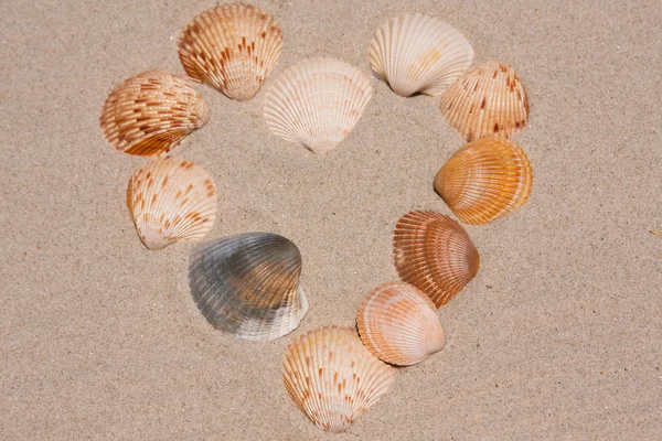 stock image Heart Shaped Design With Seashells