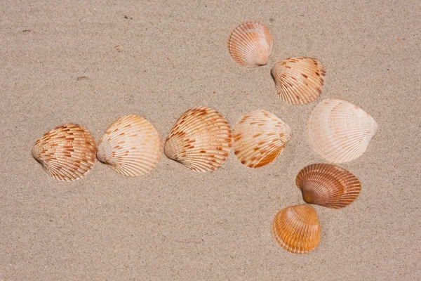 stock image Seashell Arrow Pointing The Way