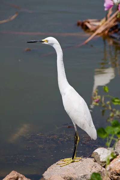 Egret branco nevado — Fotografia de Stock