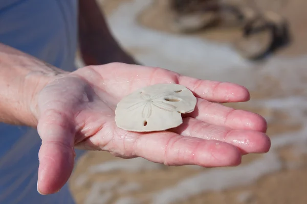 Woman Holding A Sand Dollar — Stock Photo, Image