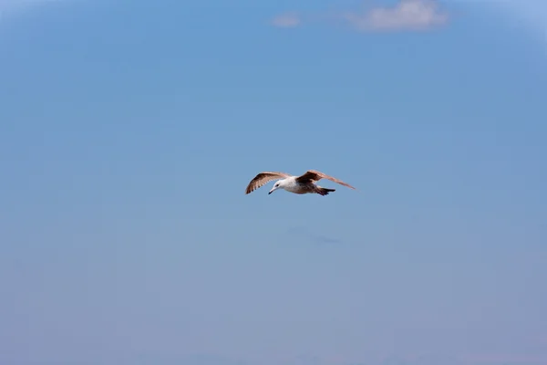 Racek Delawarský létání — Stock fotografie