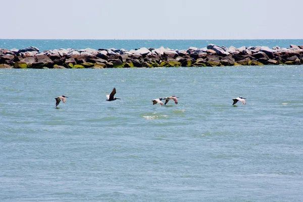 Pelikany odbywających lot — Zdjęcie stockowe