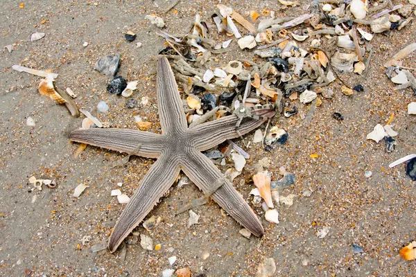 Estrella de mar y otras conchas surtidas —  Fotos de Stock