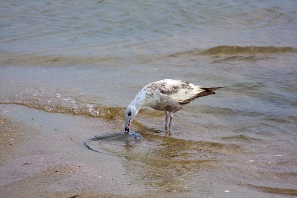 Seagull aan de kust — Stockfoto