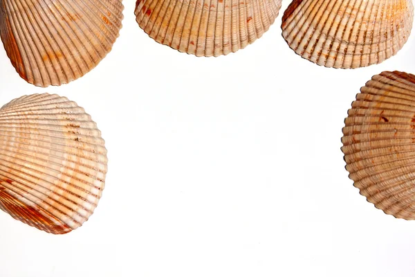 Seashell Background — Stock Photo, Image