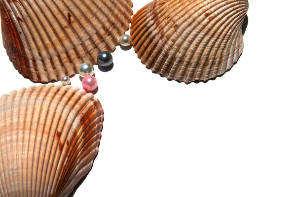 Conchas marinas y perlas — Foto de Stock