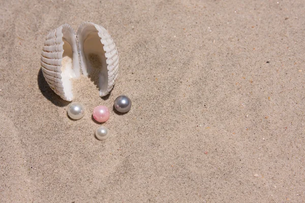 貝殻および真珠 — ストック写真