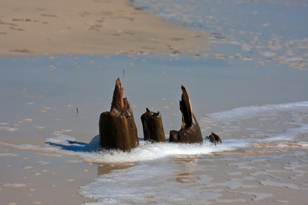 Tree Stumps On The Beach — Stock Photo, Image