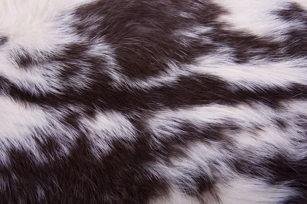 動物の毛皮の背景 — ストック写真