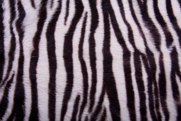 背景の縞模様の動物の毛皮 — ストック写真
