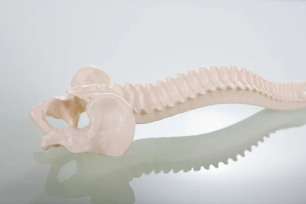 Spine On A Glass Table — Stock Photo, Image