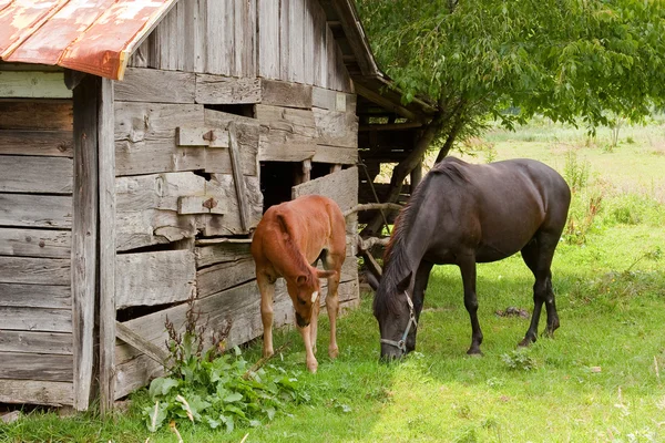 stock image Horses By The Barn