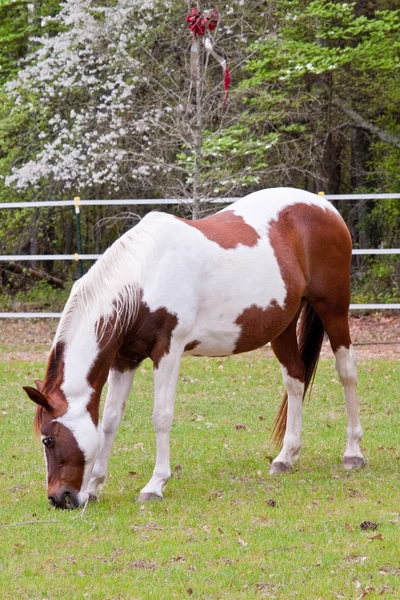 Caii pe păşune — Fotografie, imagine de stoc