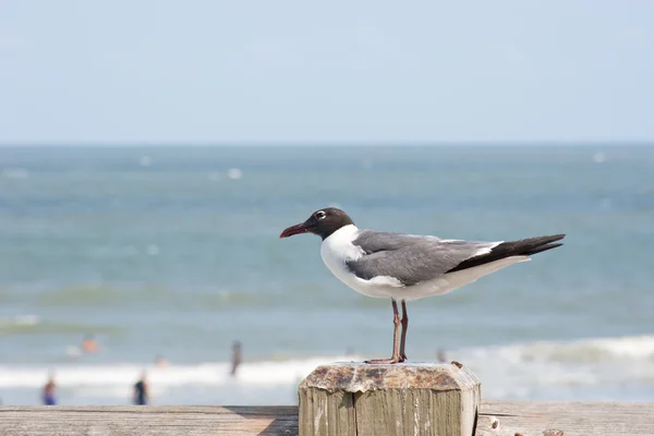 Shorebird On A Post — Stock Photo, Image