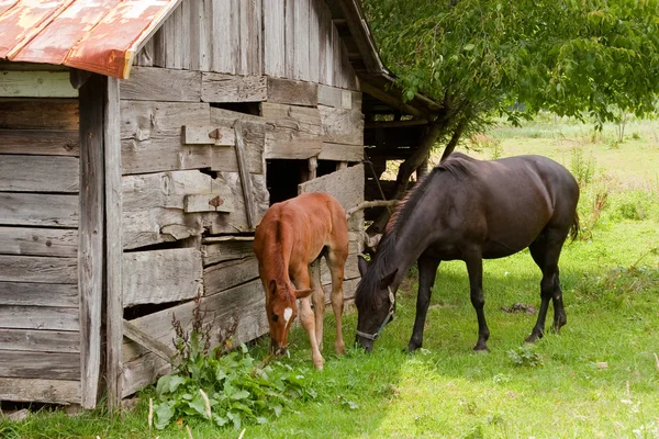 Cavalli vicino al fienile — Foto Stock