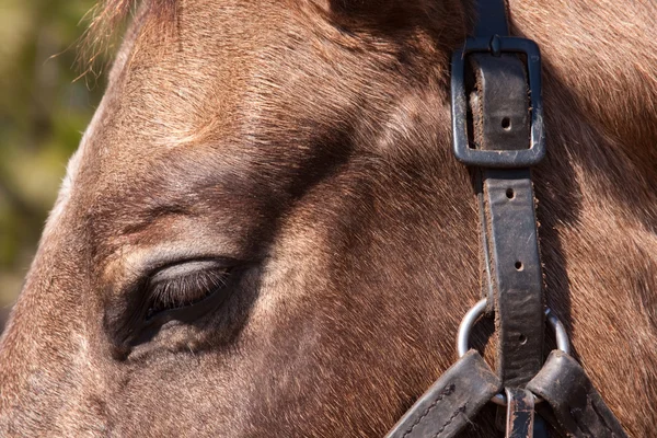 Față de cal — Fotografie, imagine de stoc