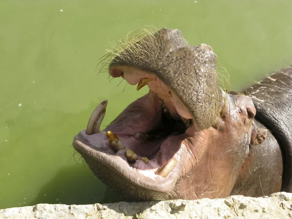 Hippo — Stock Photo, Image