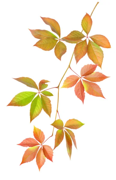Κλαδί με φύλλα — Φωτογραφία Αρχείου