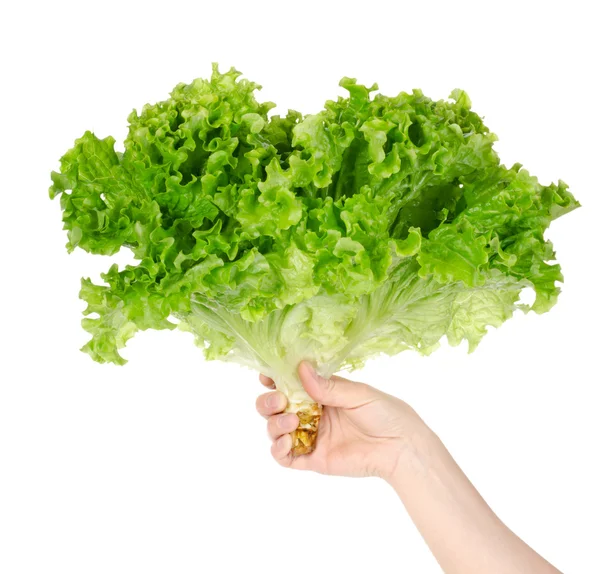 A kezében saláta — Stock Fotó
