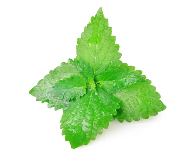 Green mint leaves — Stock Photo, Image