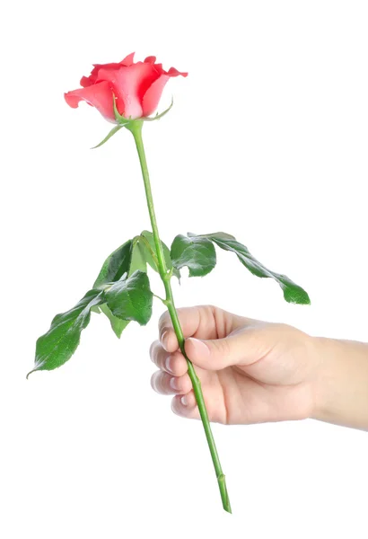 Rose in a hand — Stock Photo, Image