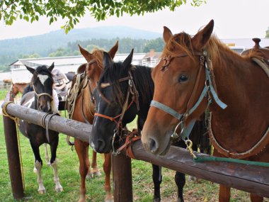 Horses in harness clipart