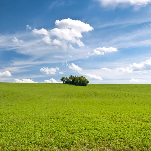 Field, forest and sky — Stock Photo, Image