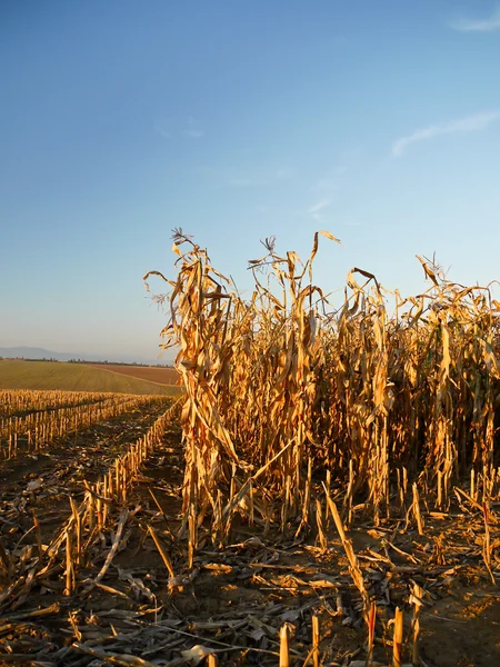 Zbioru kukurydzy — Zdjęcie stockowe